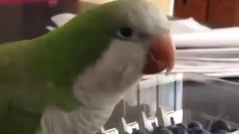 Nervous parrot|Нервный попугай😂
