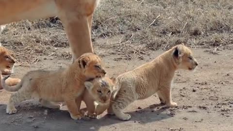 Baby Lion