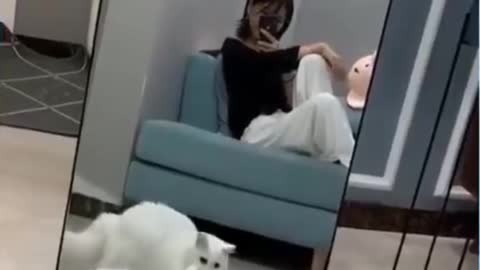 Funny cats scared of mirrors