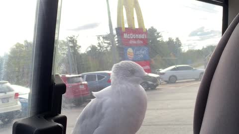 Seagull Going Nuts for MacDonalds's Fries