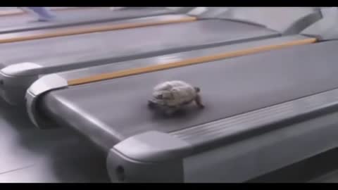 Turtle sport