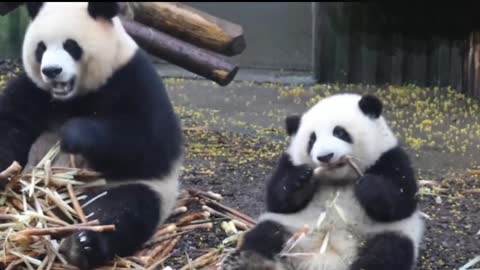 Pandas eating bamboo shoots.
