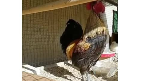 Watch this rooster crows until he can't 😂😂#hilarious