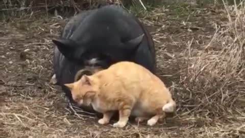 Friendly Pig Gets Endless Cuddles From A Feral Cat