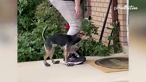 Funny dog's video