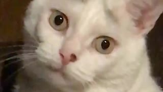 White cat looking directly at the camera with wide eyes