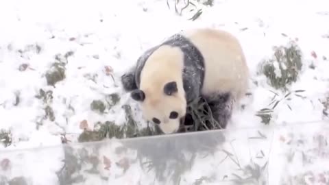 Panda Playing on Snow in And Enjoy