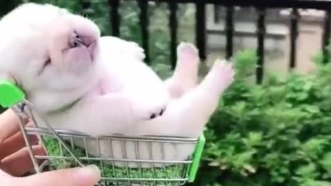 Cute and funny dog videos