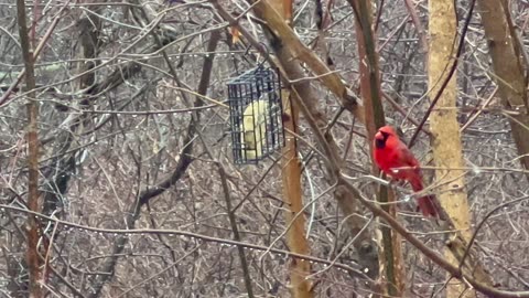 Cardinal can’t figure out how to access the suet