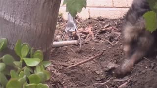 Puppy Digging Hole To China