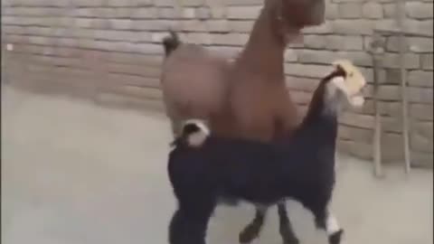 Billy the goat and best friend having a cool time