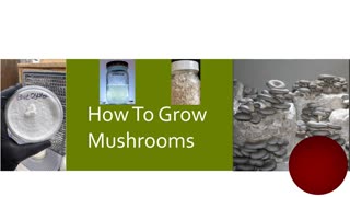 Quick Summary of: The Mushroom Life-cycle and How To Grow Mushrooms