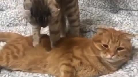 Kitten being massaged by another cat.