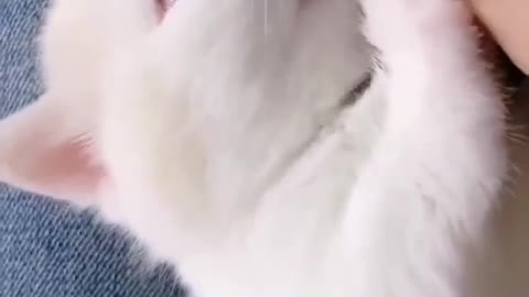 cute cat licks my hand