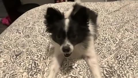 ADORABLE Puppy Knows Every Trick in the Book!