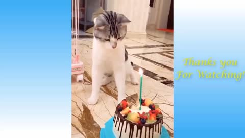 Celebrating the cat's birthday