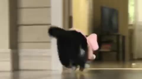 Fastest cat ever