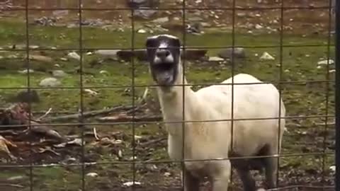 Yelling Human Goat/ FUNNY