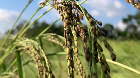 Portrait Cinematic Short Video | Beautiful Rice 🌾