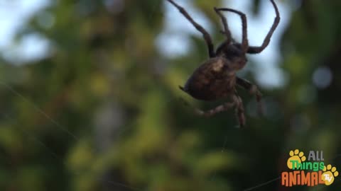 Kids Animal Video(Spiders)