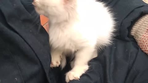 White kitten