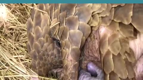 Pangolin Birth. Animals giving birth - Animals wild world