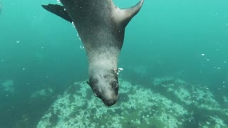 A Diver Plays With Seals