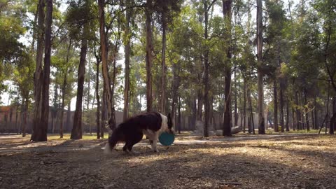 Dog catches a frisbee in mid-air