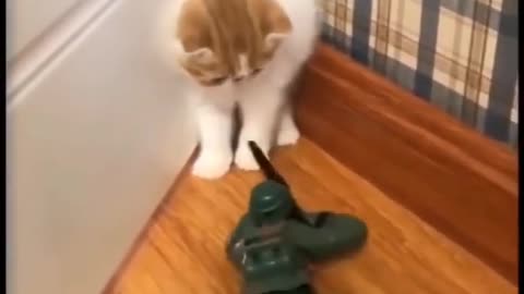 Cat Diffence from soldier