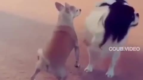 Funny Animals Acting Like Humans