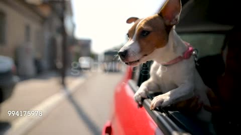 Jack Russel Terrier In Traffic Jam