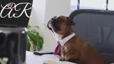 dog full work in house
