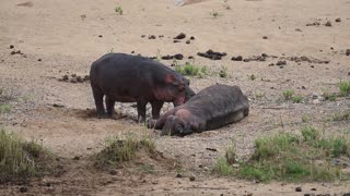 Strange Hippo Behavior Part 1