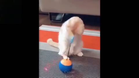 Enjoying cat while playing toy