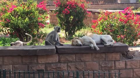 Wild Monkey Hilariously Pets Unsuspecting Sleeping Dog