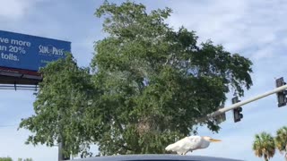 Bird Catches a Ride on Car Rooftop