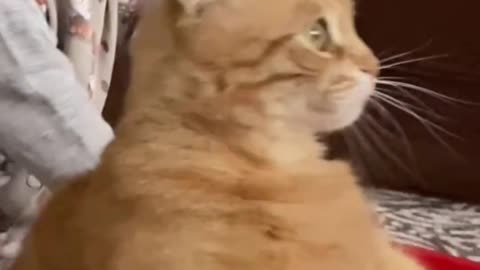 Funny cats video