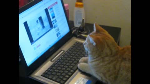 The cat is watching the cartoon on the laptop.
