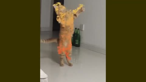 Dancing cat 🐱