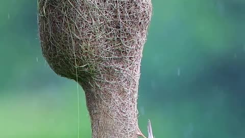 Bays Weaver Birds 🐦 Sewing their nests