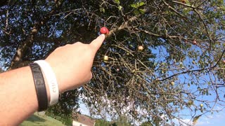 I Gave My Garden Up to SAVE My Flock & Apple Harvest