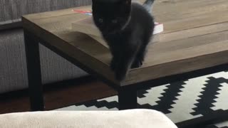 Cat tries to jump on couch and falls