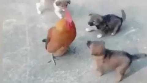 Chicken VS Dog Fight- Funny Dog Fight Videos loool