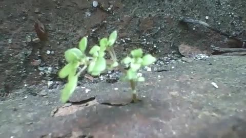 A tiny plant on the bricks, and many ants come and go at great speed [Nature & Animals]