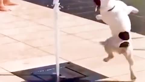 Dog dancing video