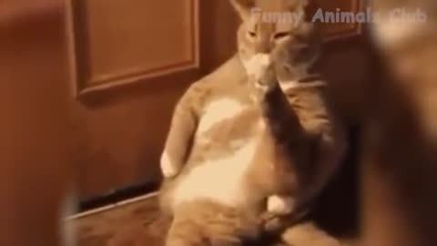 Funny Cat Videos That Will Smile You Laugh All Day Long 😂😹