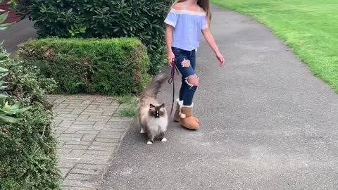 Ragdoll cat enjoys an afternoon walk