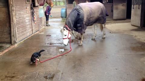 Dachshund lleva a un caballo de paseo