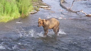 Grizzly Cub Fishing