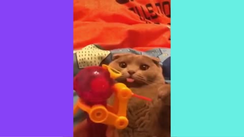 Chubby cat vs toy